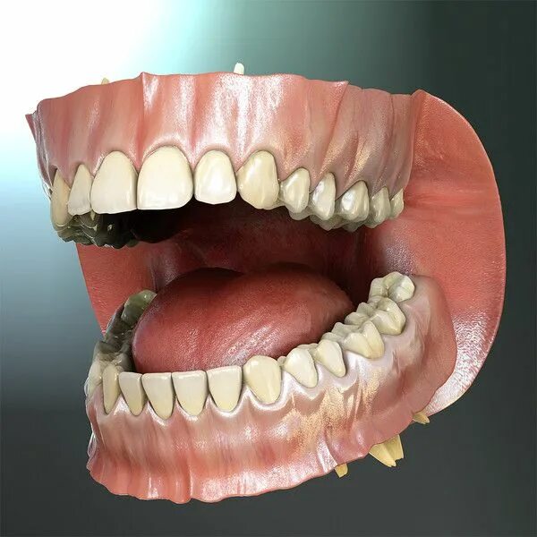 Нижний ряд зубов фото Pin on anatomy reference