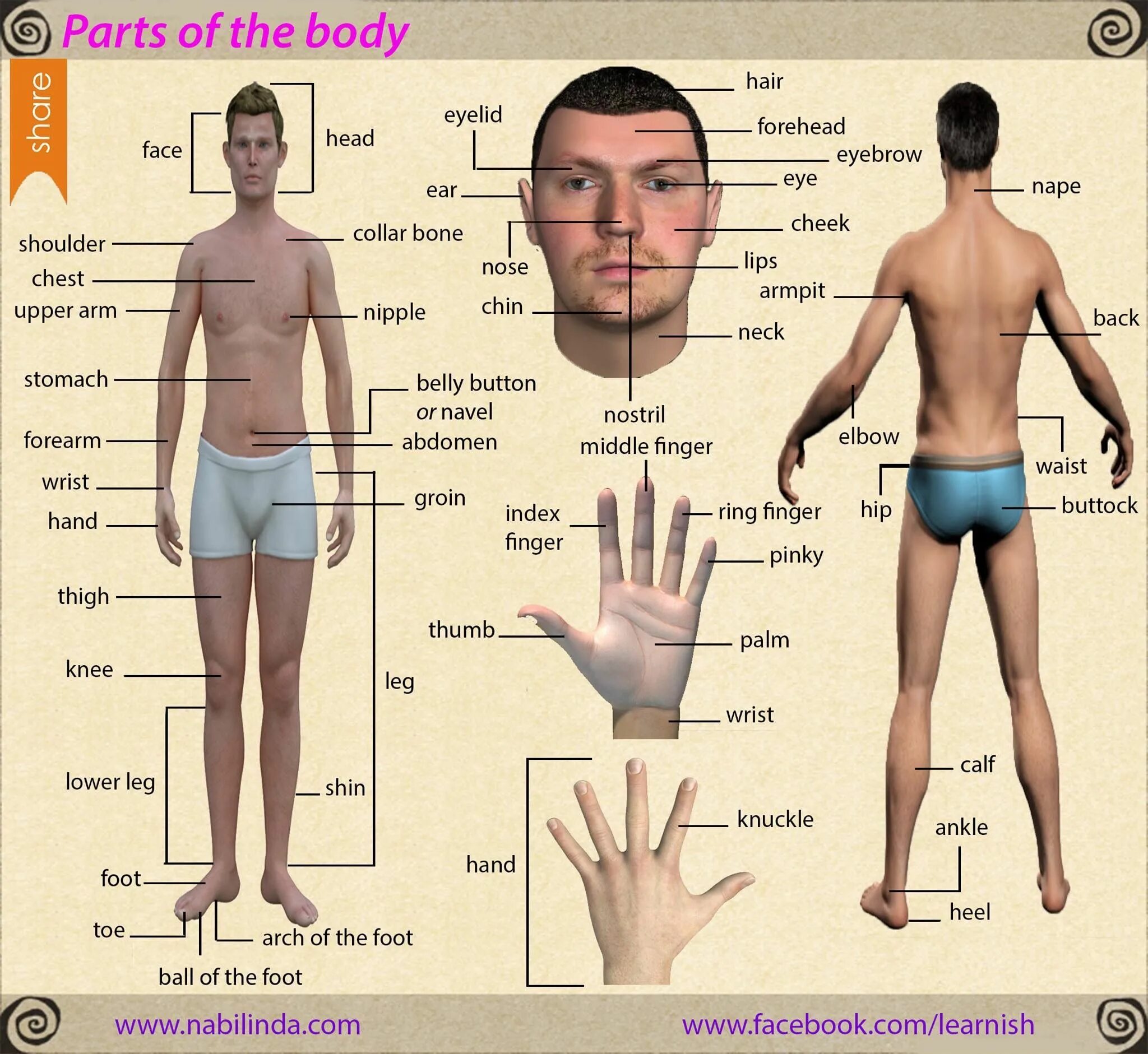 Нижняя часть тела фото Parts of the body Human body vocabulary, English vocabulary, Human body facts