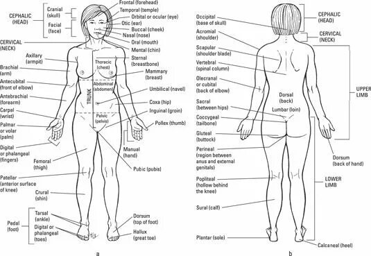 Нижняя часть тела фото The anatomical regions (shown) compartmentalize the human body. Just like on a m
