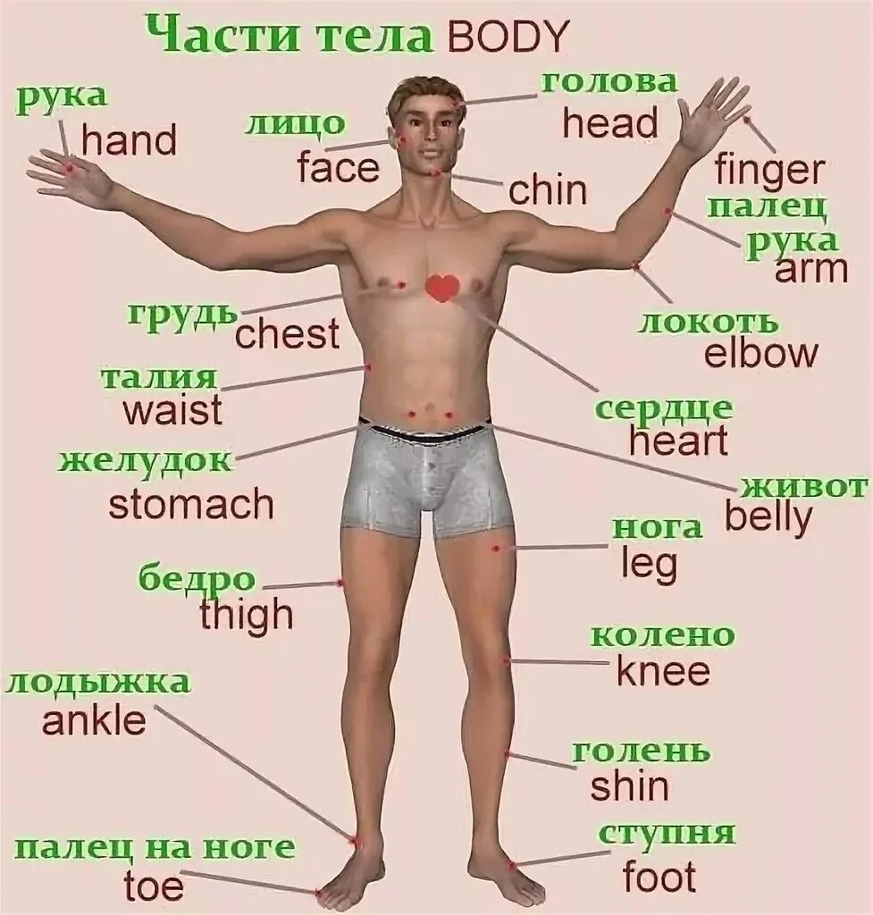 Нижняя часть тела фото Части тела на русском языке
