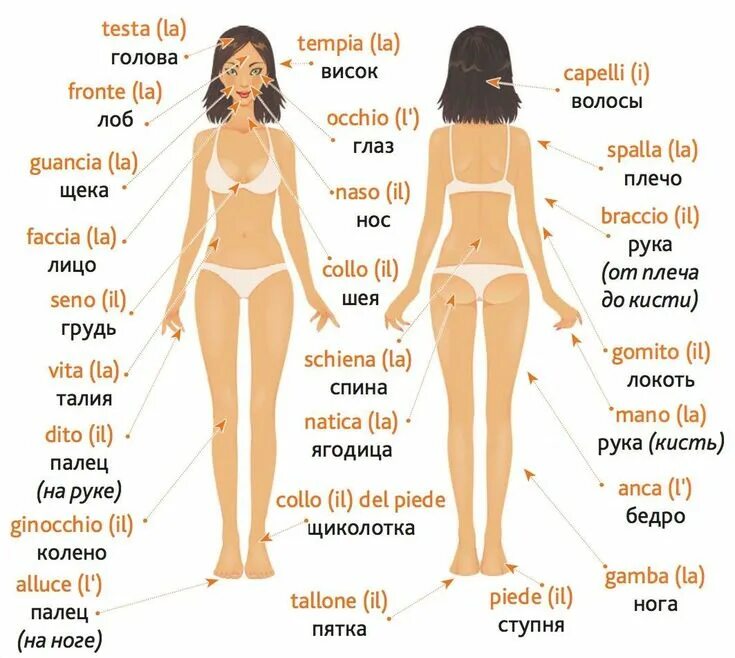 Нижняя часть тела фото Pin by Nola Besplug on Nola Russian Italian words, Learning italian, Italian les