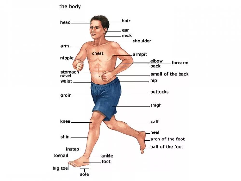 Нижняя часть тела фото Методическая разработка практического занятия "Internal organs of the human body