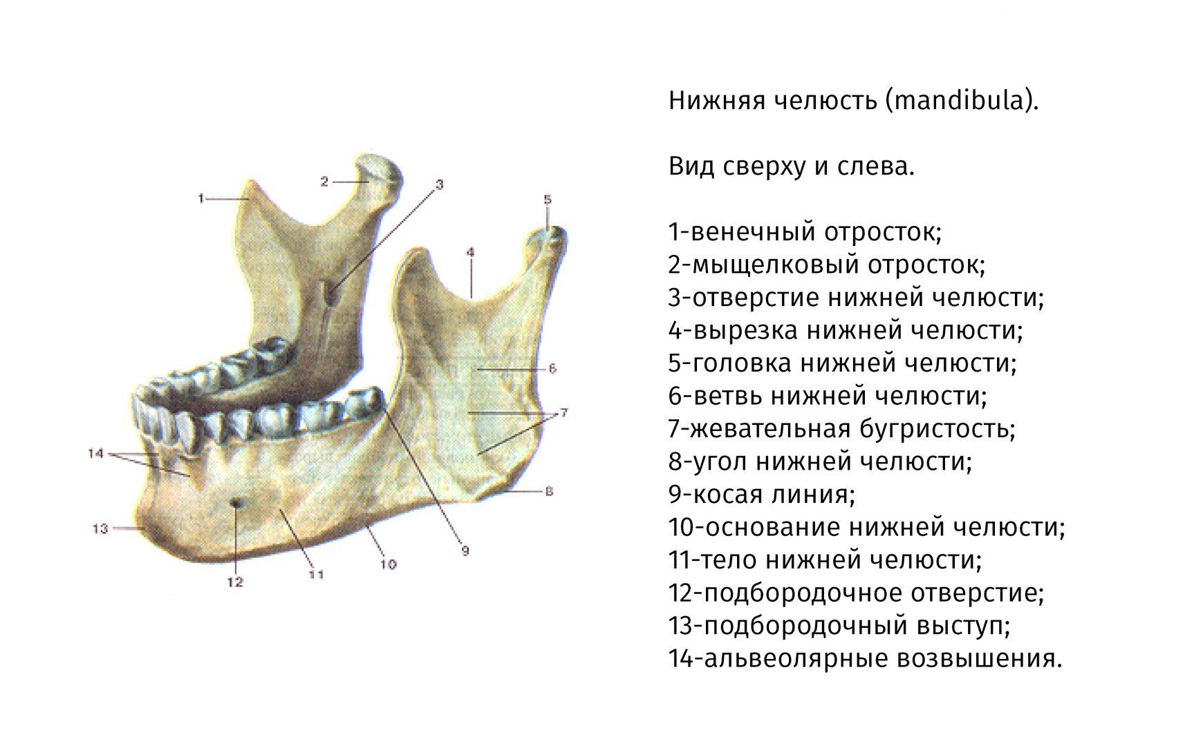 Нижняя челюсть анатомия строение фото Передний край нижней челюсти