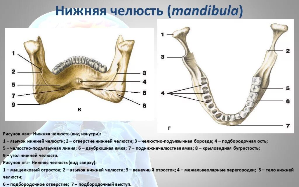 Нижняя челюсть анатомия строение фото Образование тела нижней челюсти - найдено 88 картинок