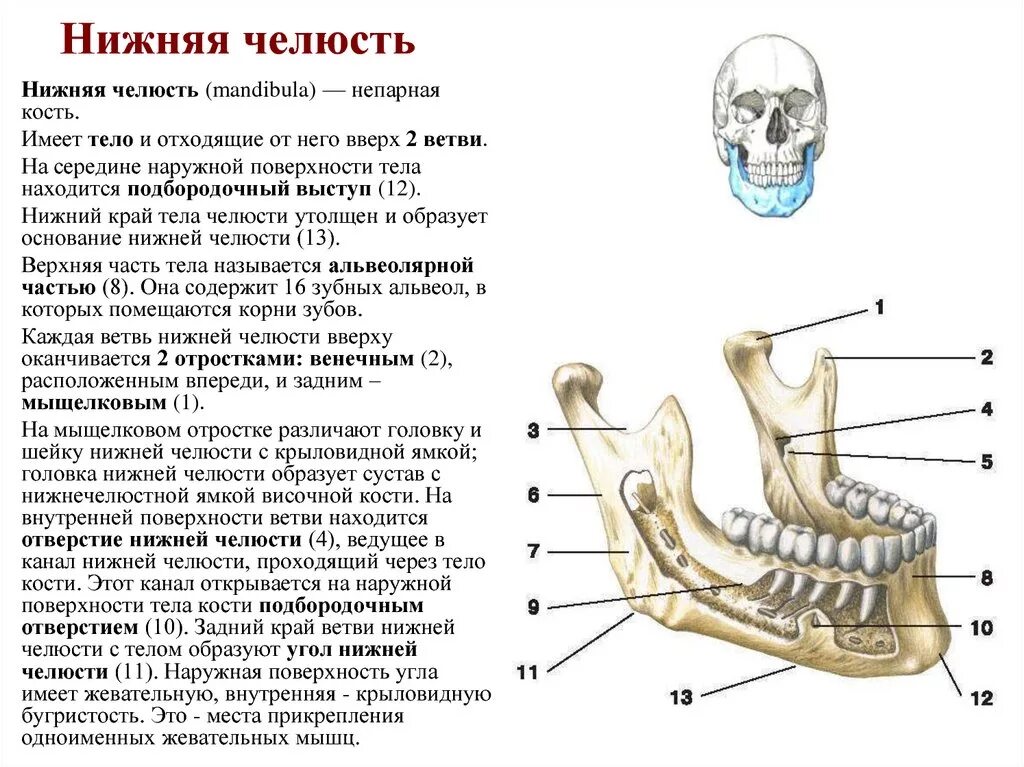 Нижняя челюсть анатомия строение фото На ветви нижней челюсти располагается - найдено 89 картинок