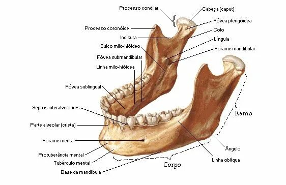 Нижняя челюсть анатомия строение фото Mandíbula - Vista ântero-medial Anatomia dos ossos, Crânio anatomia, Anatomia ca