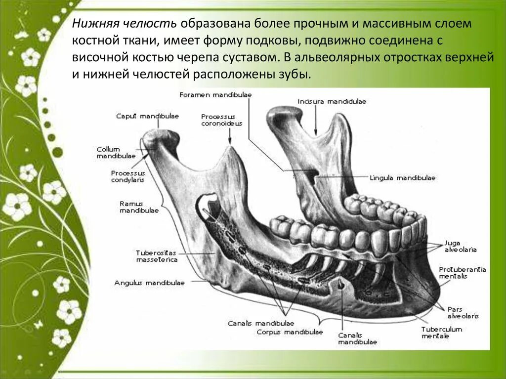 Нижняя челюсть анатомия строение фото Образование тела нижней челюсти - найдено 88 картинок