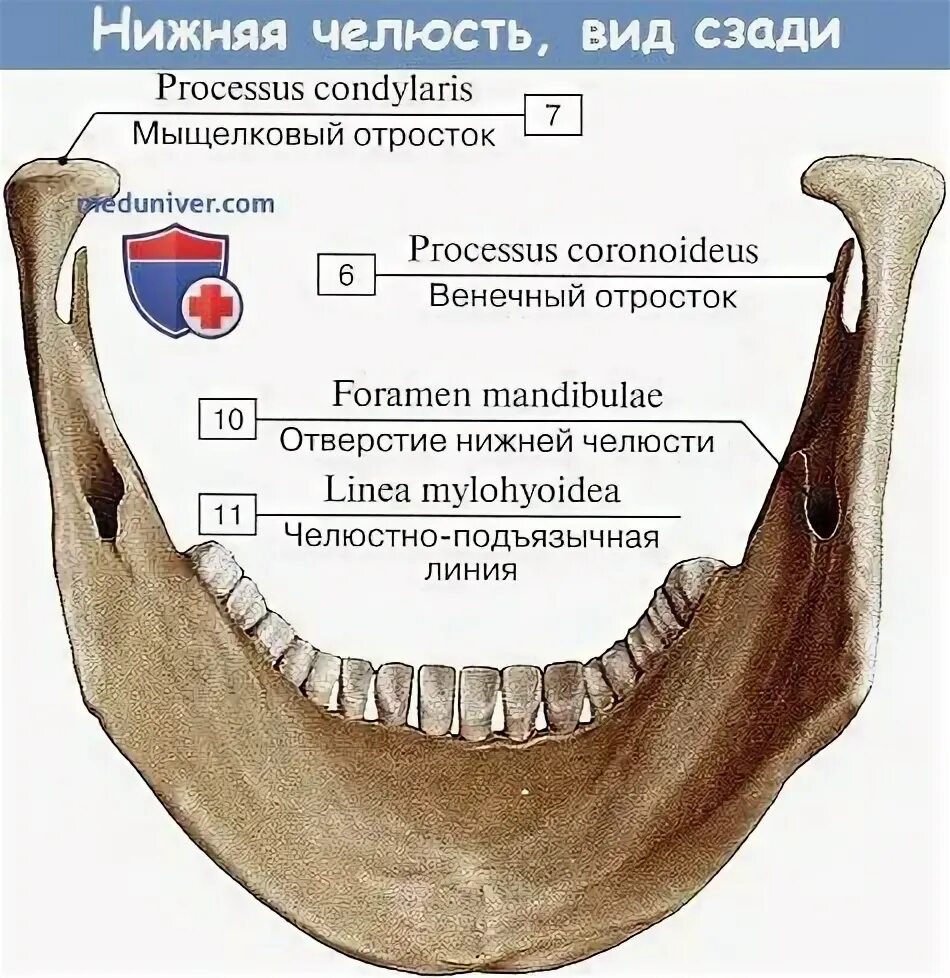 Нижняя челюсть анатомия строение фото Анатомия: Нижняя челюсть
