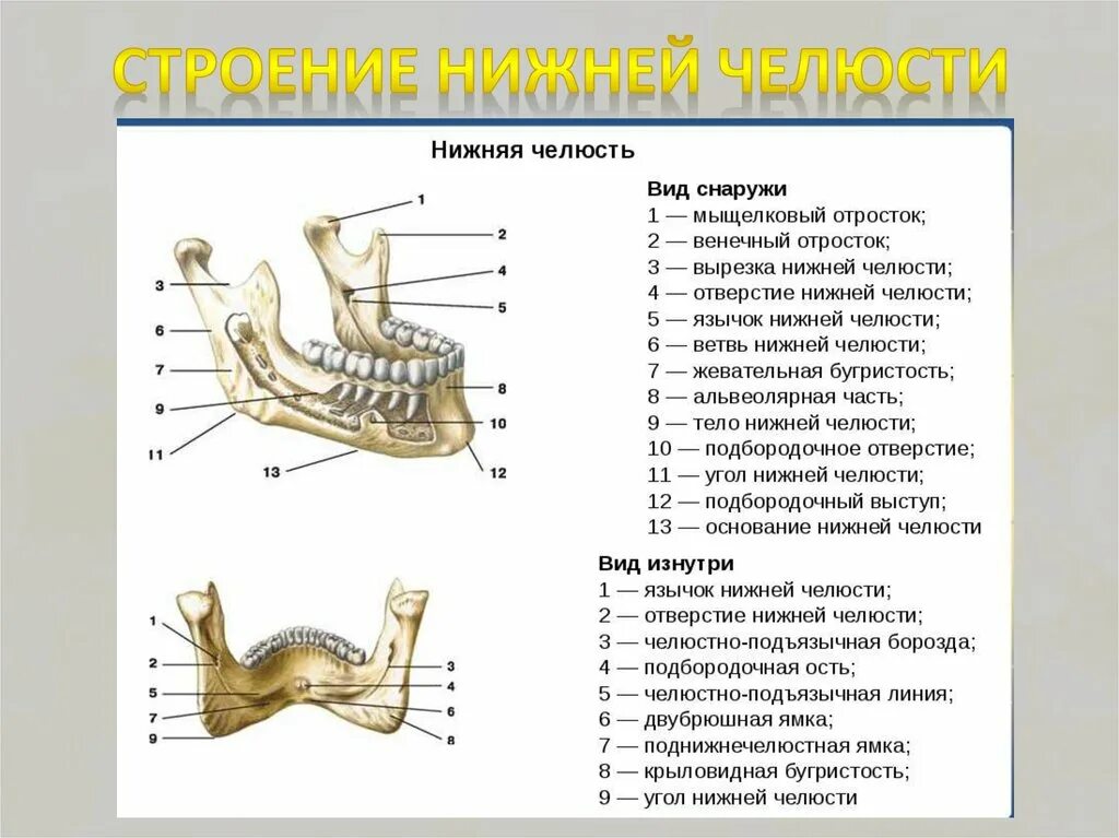 Нижняя челюсть анатомия строение фото Картинки НИЖНЯЯ ЧЕЛЮСТЬ ВИДЫ