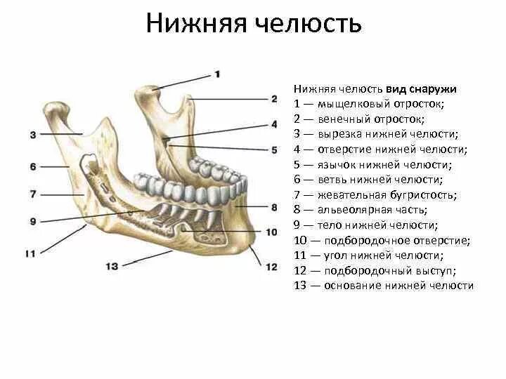Нижняя челюсть анатомия строение фото Мыщелковый отросток нижней челюсти - CollectPhoto.ru