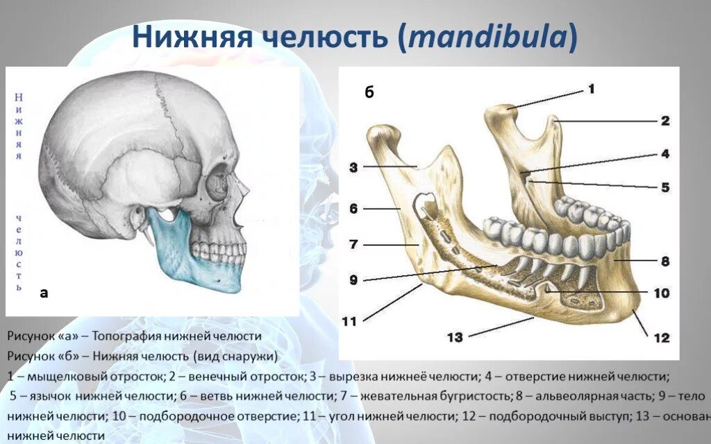 Нижняя челюсть анатомия строение фото Лицевой информация