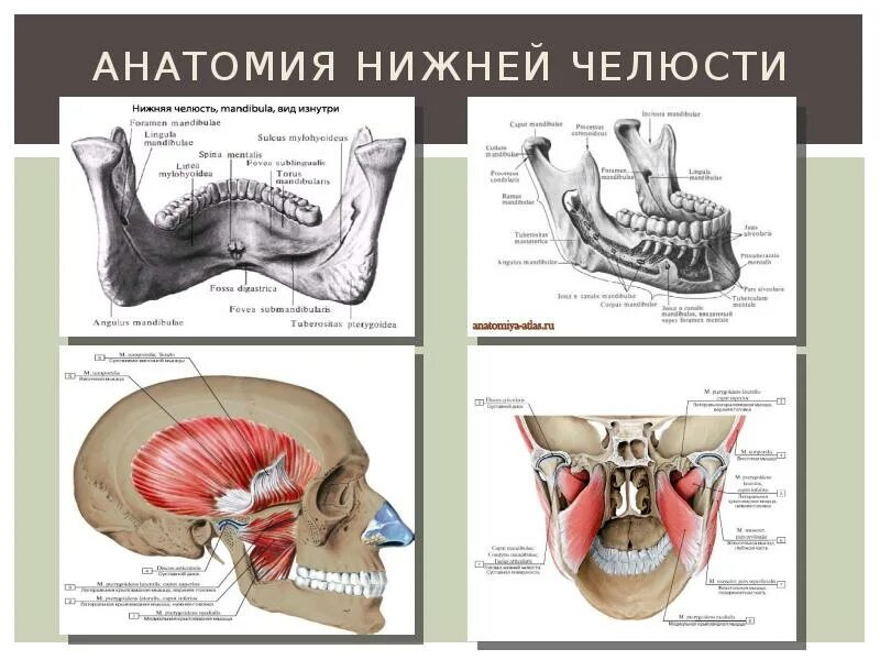 Нижняя челюсть анатомия строение фото ПЕРЕЛОМЫ НИЖНЕЙ ЧЕЛЮСТИ. КЛИНИЧЕСКАЯ КАРТИНА, ДИАГНОСТИКА И ЛЕЧЕНИЕ