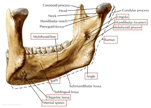 Нижняя челюсть анатомия строение фото anatomy of the infratemporal fossa Flashcards Quizlet