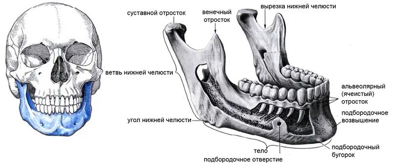 Нижняя челюсть анатомия строение фото Канал нижней челюсти заканчивается