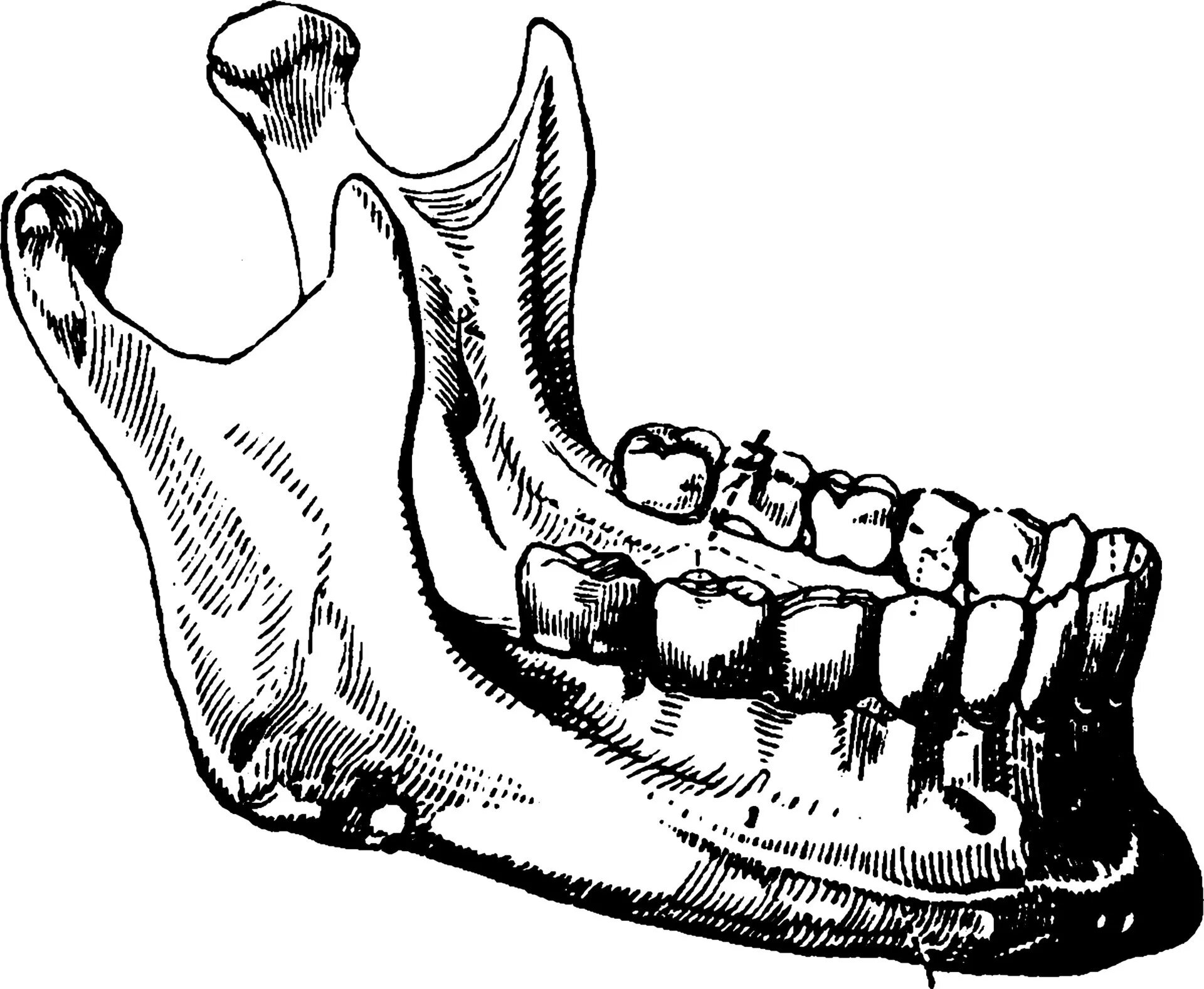 Нижняя челюсть человека фото The Lower Jaw Bone with the Teeth Mandibular teeth, vintage illustration. 135187