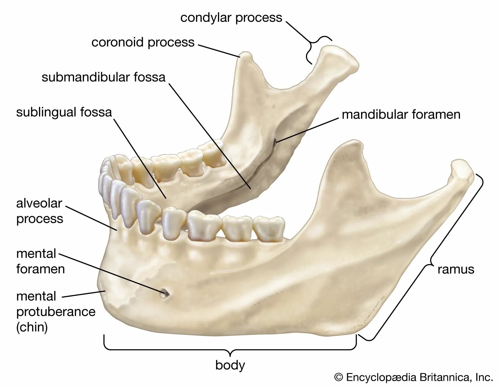 Нижняя челюсть человека фото Mandible Description, Anatomy, Function, & Disorders Britannica