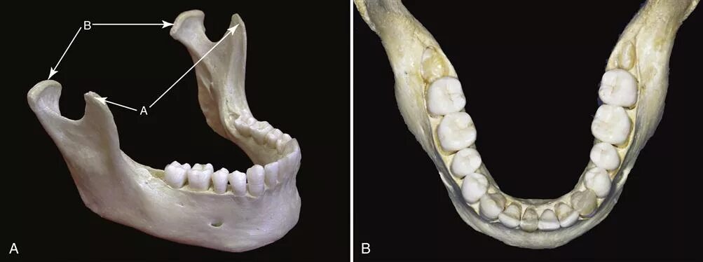 Нижняя челюсть человека фото 1. Functional Anatomy and Biomechanics of the Masticatory System Pocket Dentistr