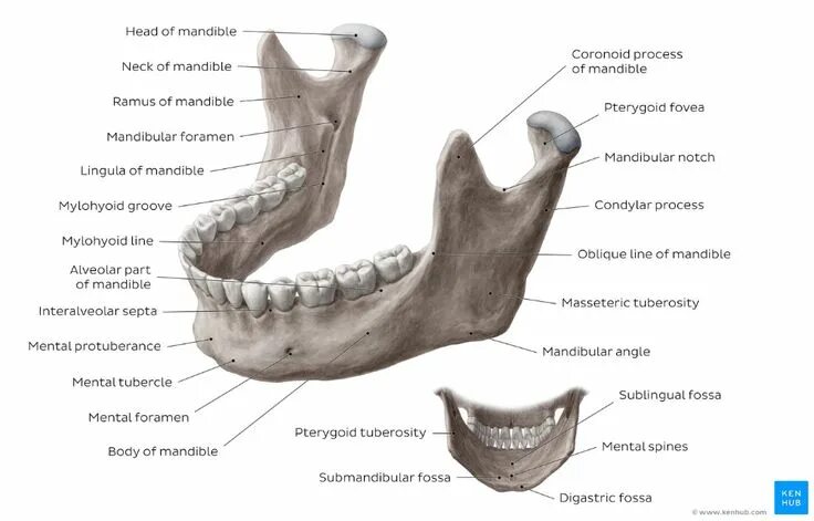 Нижняя челюсть человека фото Mandible: Overview Skull anatomy, Facial bones, Teeth anatomy
