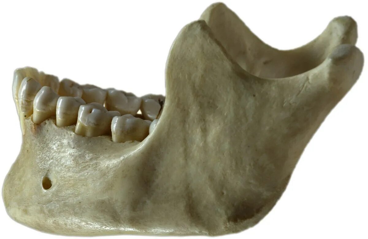 Нижняя челюсть человека фото Jaw - Wikipedia