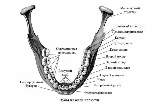 Нижняя челюсть человека фото Зубы: моляры нижней челюсти