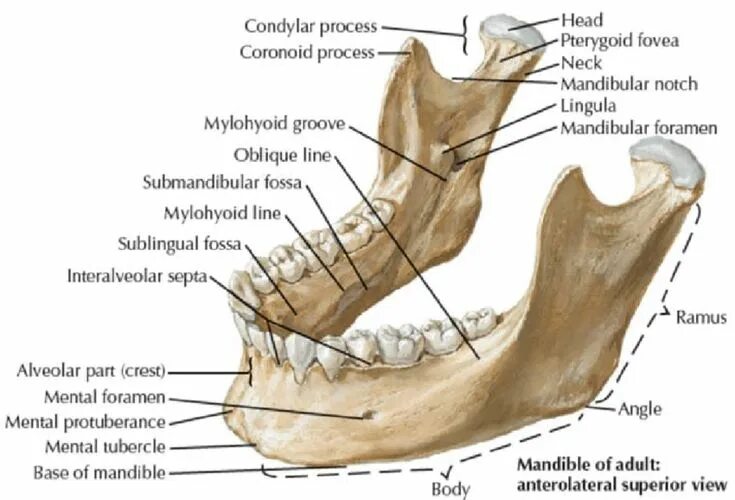 Нижняя челюсть человека фото Mandible