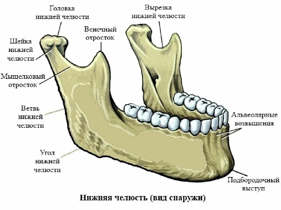 Нижняя челюсть фото В состав верхней челюсти входит - найдено 84 картинок