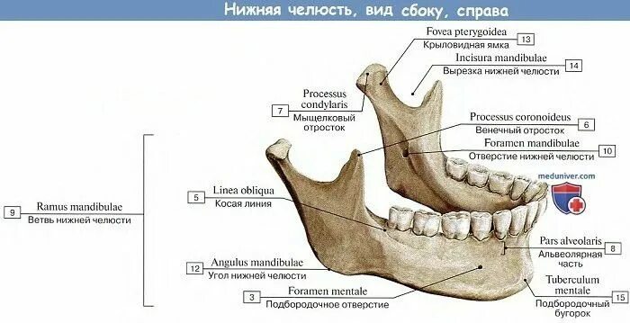 Нижняя челюсть фото Нижняя челюсть Anatomy study, Anatomy, Study