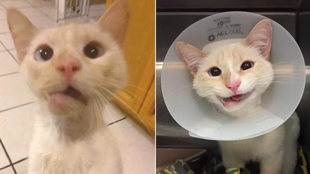 Нижняя челюсть кошки фото Rescued Cat With Broken Jaw Learns to Smile Again - ABC News