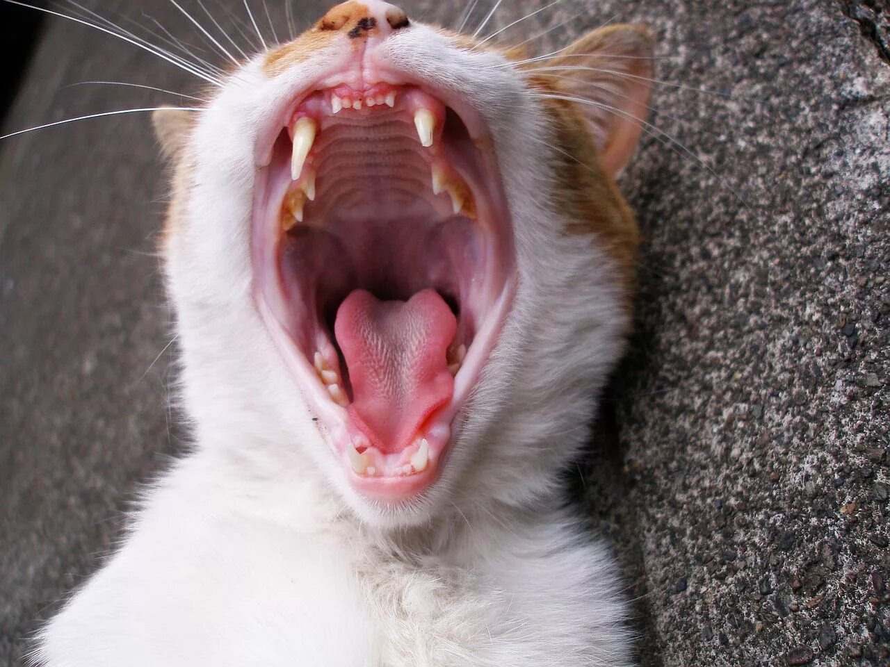 Нижняя челюсть кошки фото File:Cats are entitled to be lazy 5.jpg - Wikimedia Commons