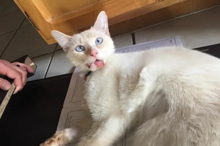 Нижняя челюсть кошки фото Duchess the Miracle Kitty has a crooked smile but a heart of gold