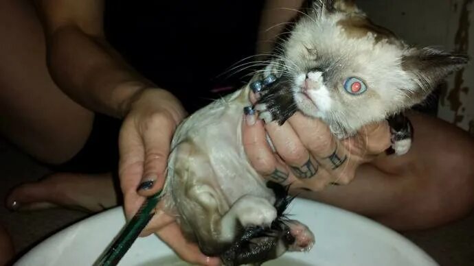 Нижняя челюсть кошки фото Одноглазый котенок-пират Сэр Стаффингтон - ЖИВОЙ УГОЛОК - медиаплатформа МирТесе