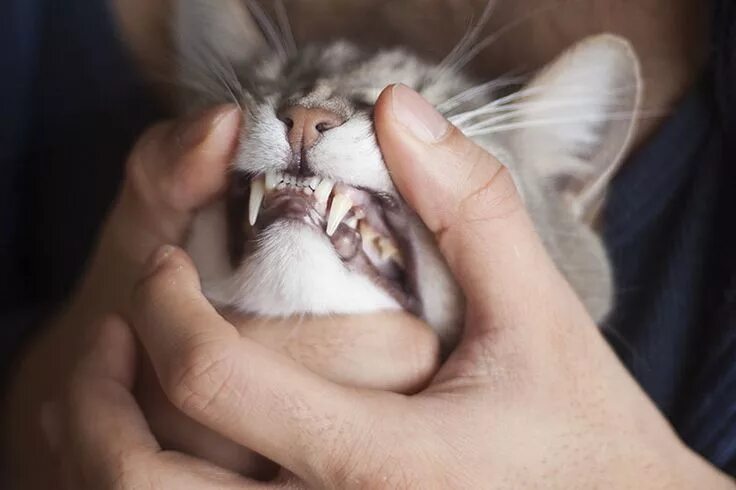 Нижняя челюсть кошки фото Is Wet, Dry, or Raw Cat Food Better for a Cat's Teeth? Cat training, Cat care, C