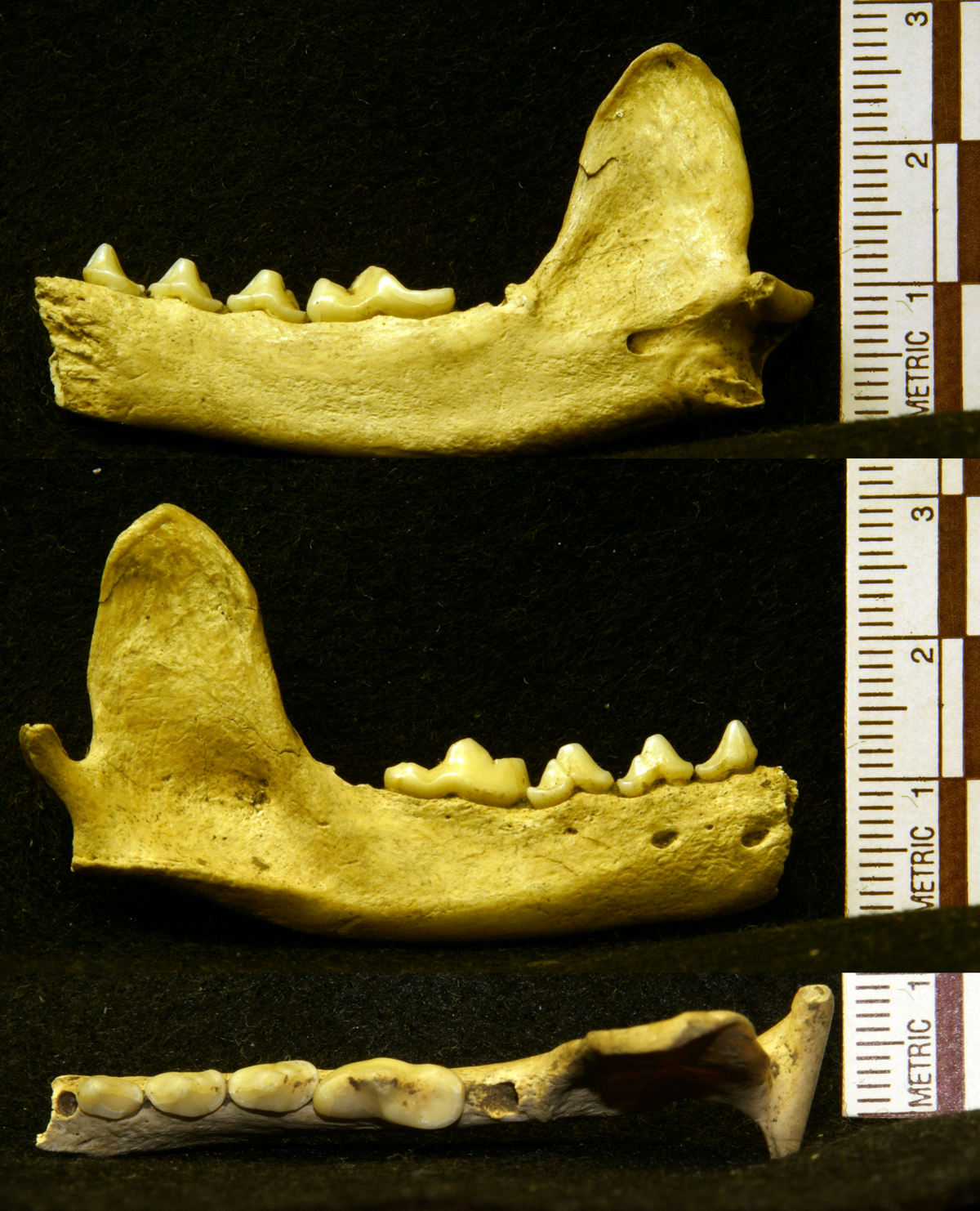 Нижняя челюсть кошки фото archeology Zygoma