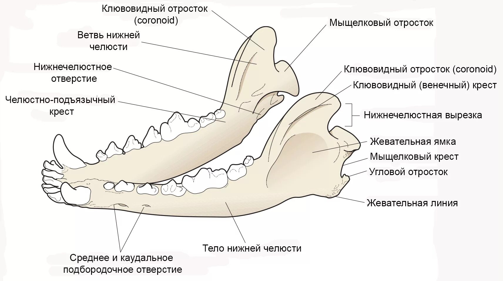 Нижняя челюсть кошки фото Значимая анатомия и физиология зубов (собаки, кошки) Ветеринарная клиника доктор