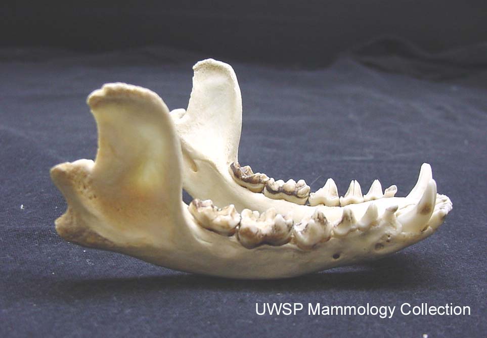 Нижняя челюсть кошки фото Procyon lotor - Vertebrate Collection UWSP