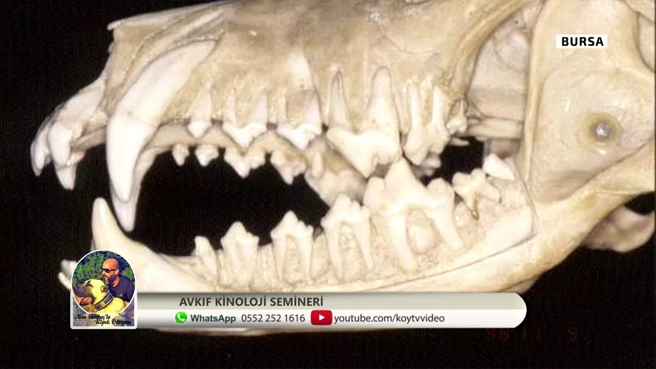 Нижняя челюсть кошки фото AKIN TÜLÜBAŞ İLE KÖPEK DÜNYASI AVKIF KİNOLOJİ SEMİNERİ - 4.Bölüm - YouTube