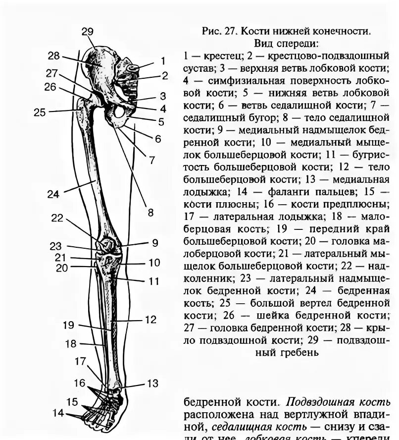 Нижняя конечность ноги фото Кости нижних конечностей и их соединения