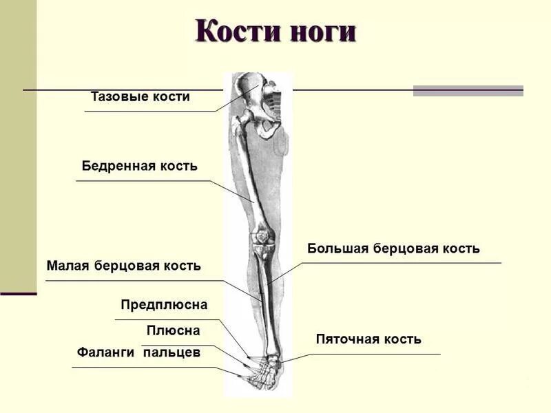 Нижняя конечность ноги фото Органы нижних конечностей: найдено 77 изображений