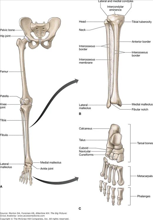 Нижняя конечность ноги фото AccessMedicine Content Anatomy bones, Lower limb, Leg anatomy