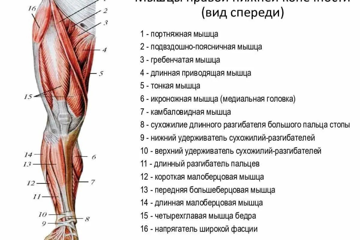 Нижняя конечность ноги фото Нижние мышцы
