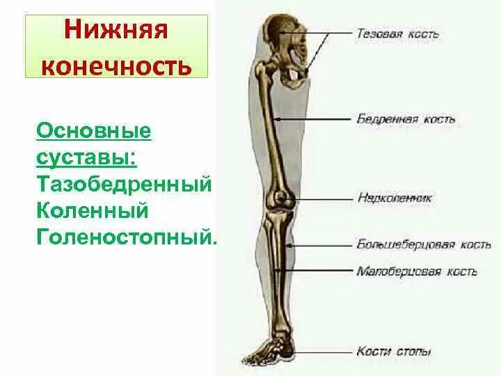 Нижняя конечность ноги фото Картинки УКАЖИТЕ КОСТИ СКЕЛЕТА НИЖНЕЙ КОНЕЧНОСТИ