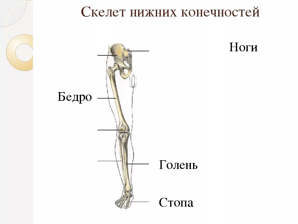Нижняя конечность ноги фото Картинки НИЖНЯЯ КОНЕЧНОСТЬ ОПРЕДЕЛЕНИЕ