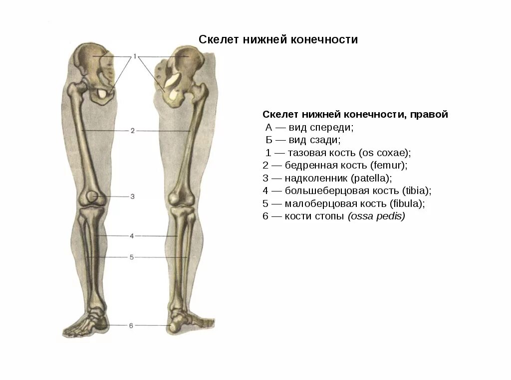 Нижняя конечность ноги фото Кости конечностей человека - Вопросы и ответы