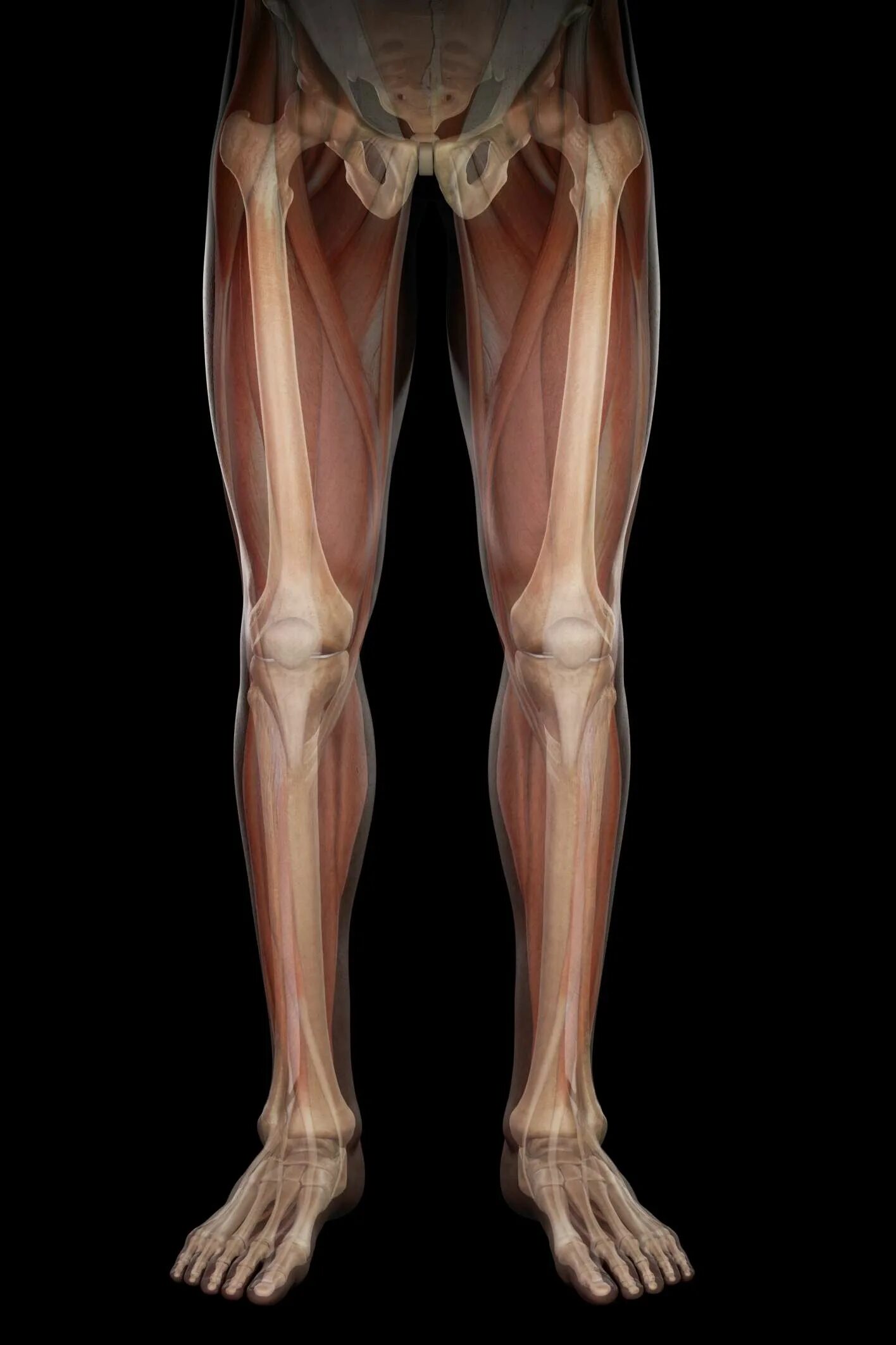 Нижняя конечность ноги фото Knee Images and Pictures: Photos and X-Rays of the Knee