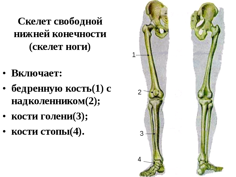 Нижняя конечность ноги фото Чем лечить артроз коленного сустава? Сам Себе Ортопед. Спб. Дзен