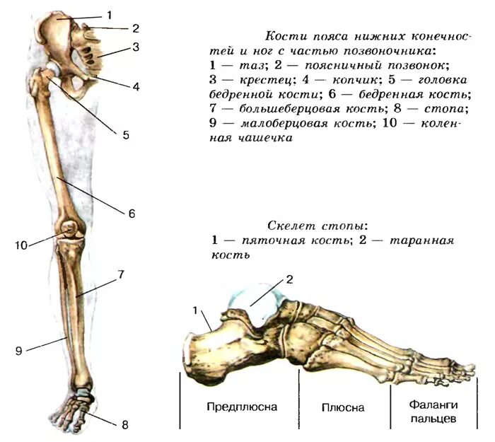 Нижняя конечность ноги фото Кости ноги человека: сколько их и каково строение нижней конечности - My Life