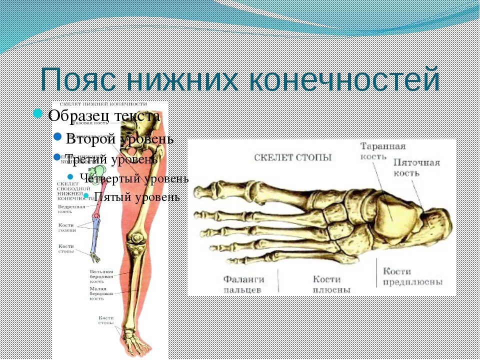 Нижняя конечность ноги фото Названия костей нижней конечности: найдено 84 изображений