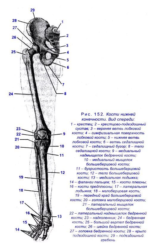 Нижняя конечность ноги фото Рис. 152. Кости нижней конечности. Вид спереди