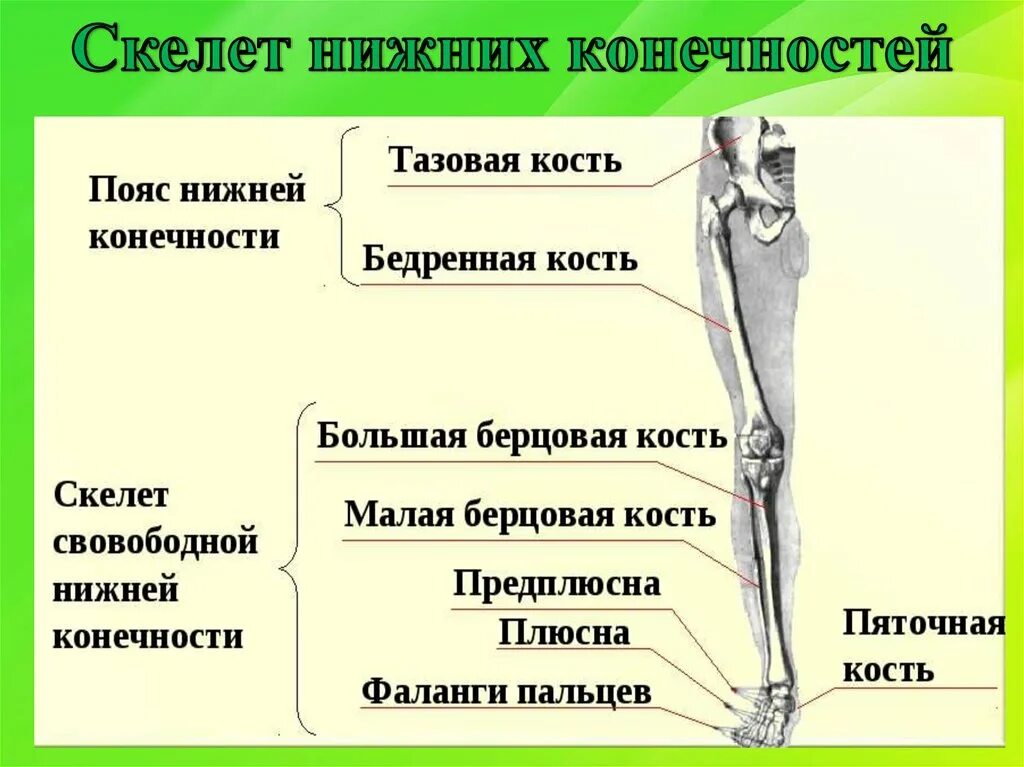 Нижняя конечность ноги фото Нижняя конечность 4
