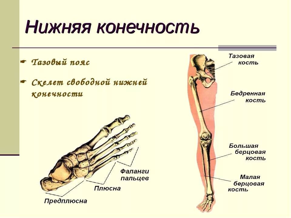Нижняя конечность ноги фото Опорно-двигательная система - Биология - Экзамены, ЕГЭ, ОГЭ - 11 класс